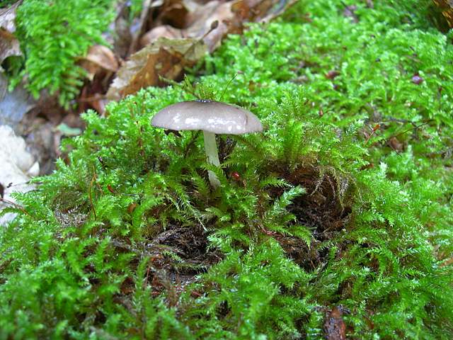 La  Flora  micologica  Alsaziana